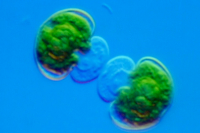 La reproduction asexuée du Cosmarium (algue unicellulaire)